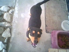 DeeDee2